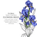 Vector illustration of flowers blue irises Royalty Free Stock Photo